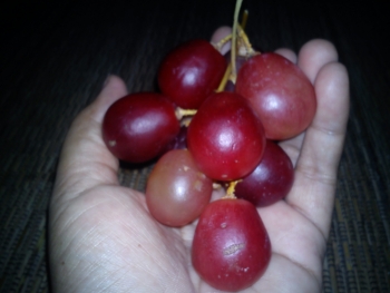 Anggur Merah ( Red grapes )