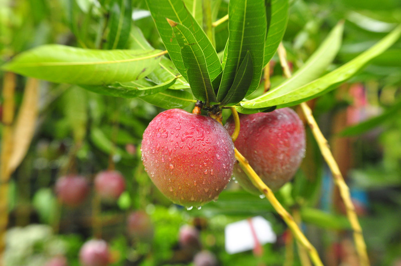 Apple Mango assessment on Allripe