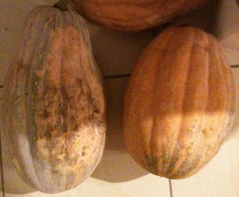 Pumpkin - Gramma assessment on Allripe
